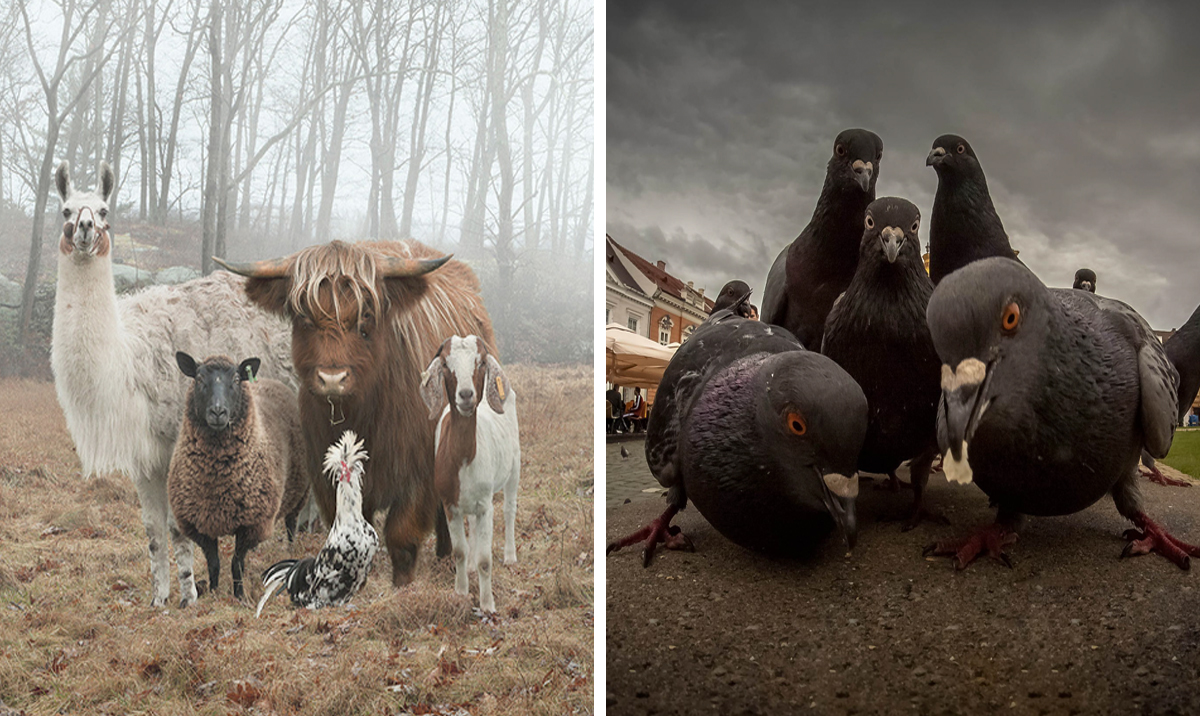 10+ Animals That Look Like They’re About to Drop The Hottest Albums of 2017