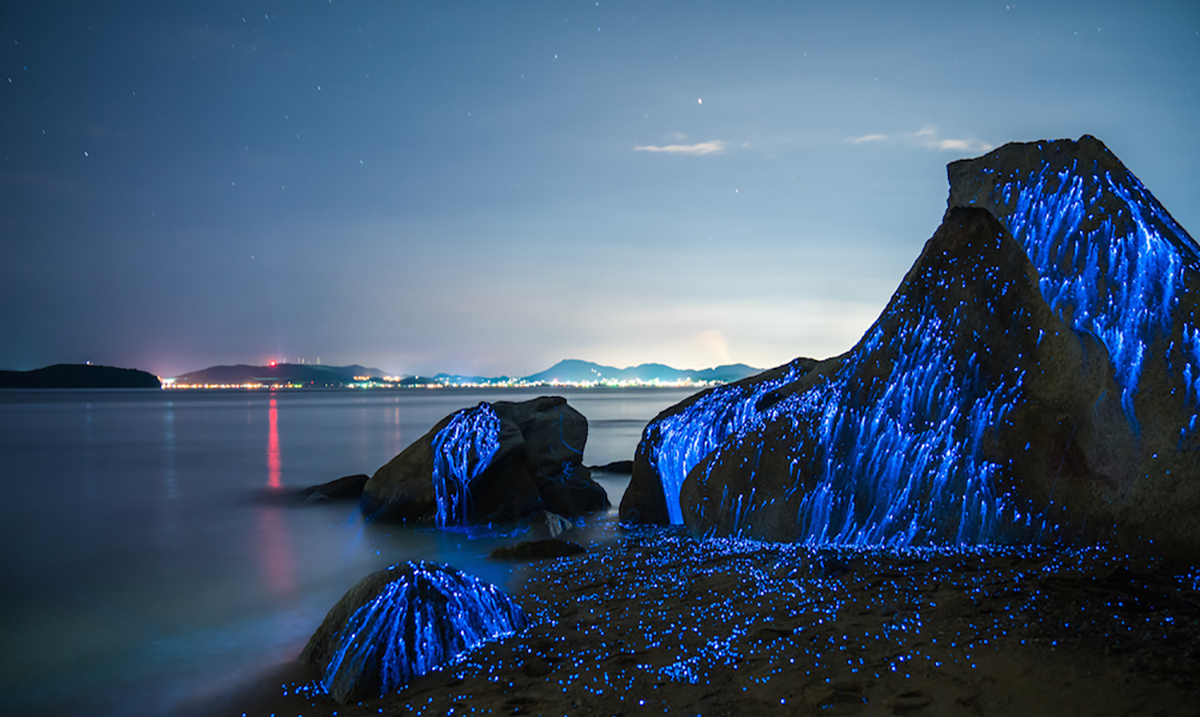 Ghostly Photographs of Bioluminescent Shrimp in Okayama, Japan