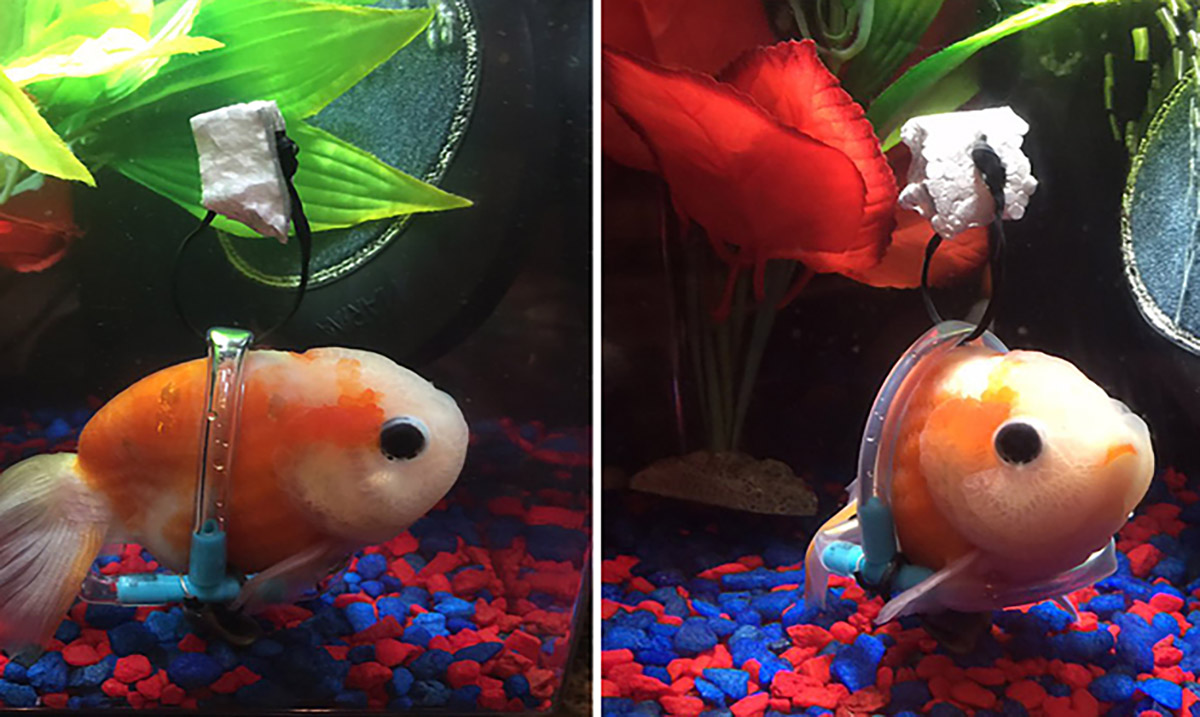People are Crying after this Guy Made a Tiny Wheelchair for a Goldfish with a Bladder Disorder