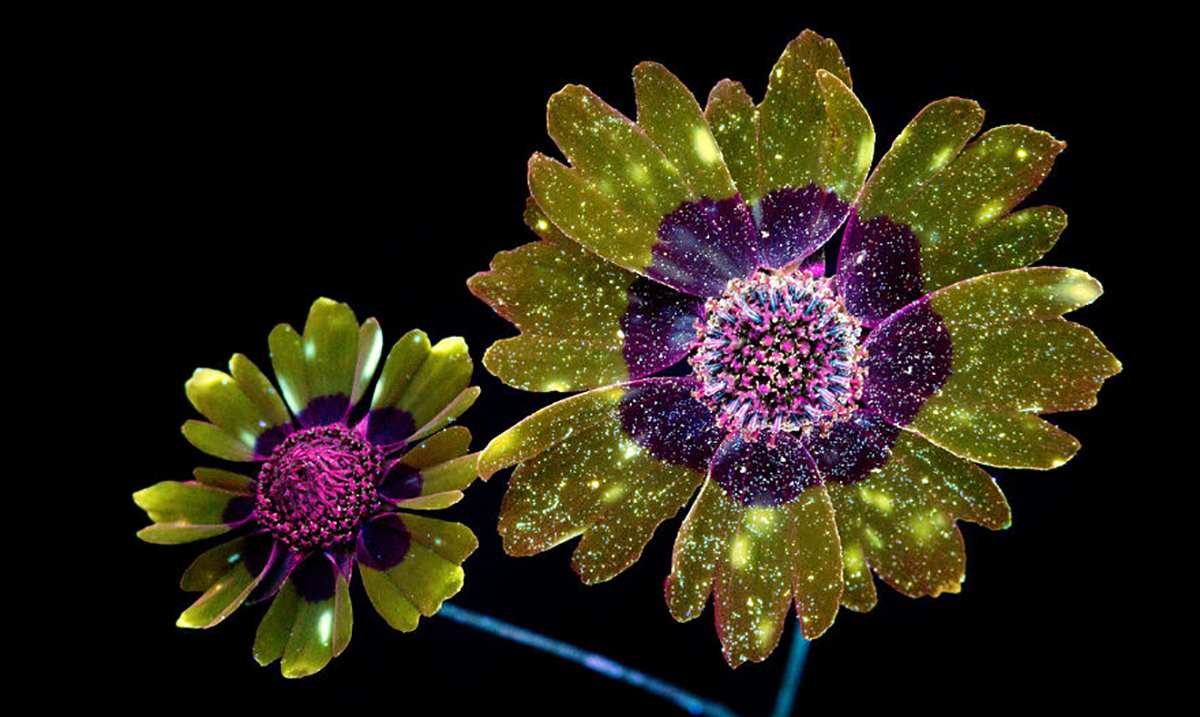 He Photographed The Invisible Light That Plants Emit