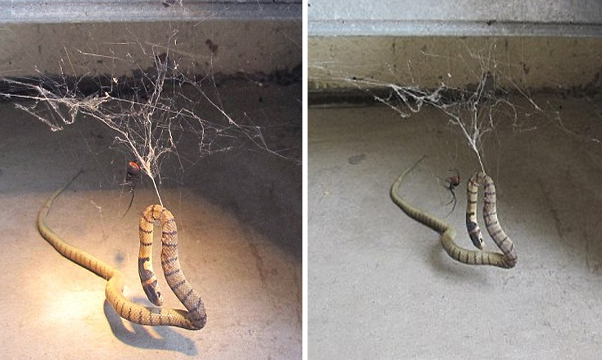 Ambitious Spider Traps A Snake, And It’s All Your Nightmares Come True