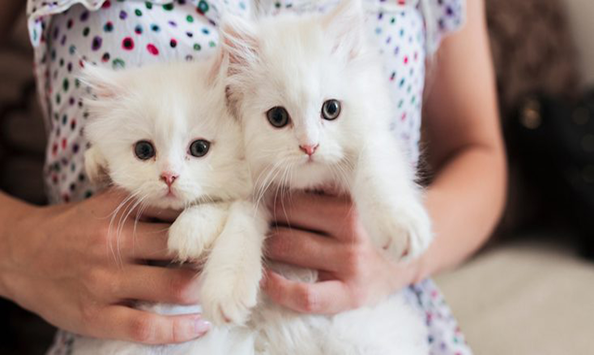 This Company Will Pay You to Cuddle With Cats All Day, So Get Your Resume Ready