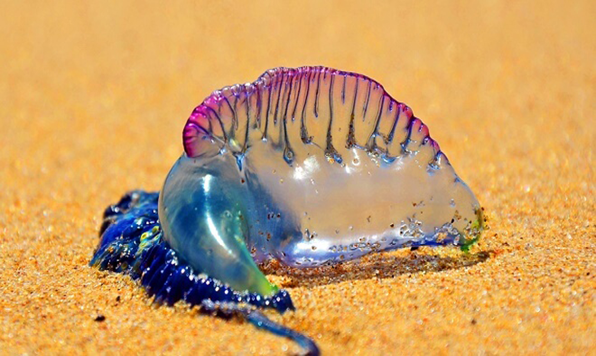 If You See A Beautiful Purple Thing on The Sand This Summer, Run Away Immediately