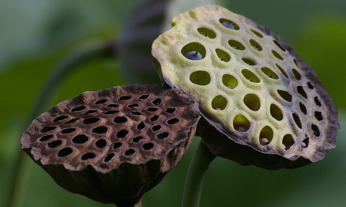 Trypophobia Is A Fear Of Holes & You Probably Have It