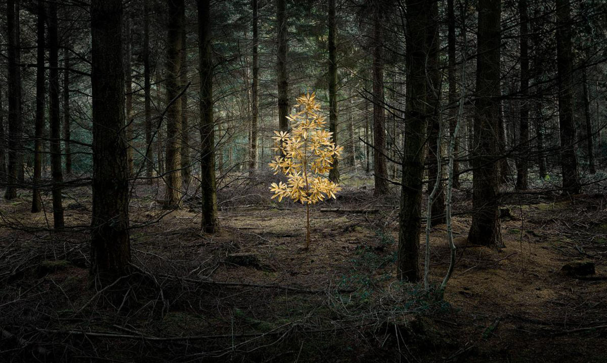 Images from a Real-Life Fairy Tale Forest