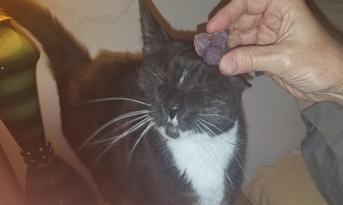 Pet Owners Are Now Buying Crystals and Gemstones for their Favorite Companions and the Results Are Amazing